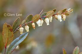 Attēlu rezultāti vaicājumam “Chamaedaphne calyculata flower”