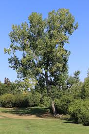 Attēlu rezultāti vaicājumam “Populus x jackii”