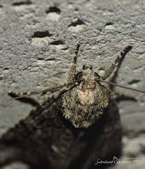 Attēlu rezultāti vaicājumam “Acronicta rumicis imago”