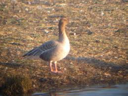 Attēlu rezultāti vaicājumam “Anser brachyrhynchus adult”