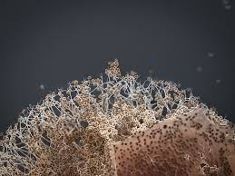 Attēlu rezultāti vaicājumam “Lamproderma pseudomaculatum stalked”