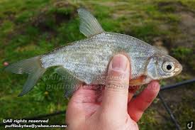 Image result for Blicca bjoerkna