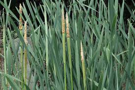 Attēlu rezultāti vaicājumam “Typha latifolia leaf”