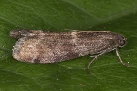 Attēlu rezultāti vaicājumam “Apomyelois bistriatella”