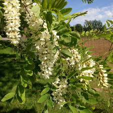 Attēlu rezultāti vaicājumam “Robinia pseudoacacia flower”