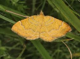 Attēlu rezultāti vaicājumam “Camptogramma bilineata”