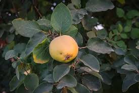 Attēlu rezultāti vaicājumam “Cydonia oblonga fruit”