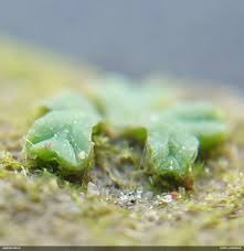 Attēlu rezultāti vaicājumam “Lamproderma nigrescens macro”