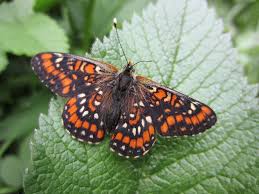 Attēlu rezultāti vaicājumam “Euphydryas maturna larva”