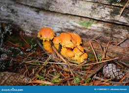 Attēlu rezultāti vaicājumam “Pholiota flammans”