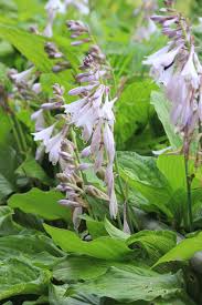 Attēlu rezultāti vaicājumam “Hosta sp.”