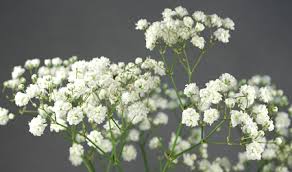 Image result for Gypsophila elegans