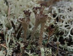 Attēlu rezultāti vaicājumam “Cladonia mitis”