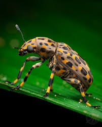 Attēlu rezultāti vaicājumam “Anthribidae”