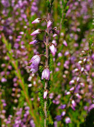 Attēlu rezultāti vaicājumam “Calluna vulgaris fruit”