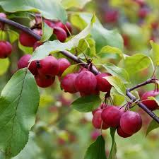 Attēlu rezultāti vaicājumam “Malus purpurea”