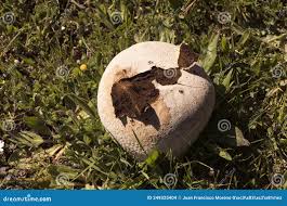 Attēlu rezultāti vaicājumam “Calvatia utriformis”