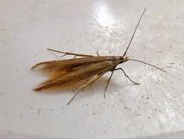 Attēlu rezultāti vaicājumam “Coleophora alticolella”