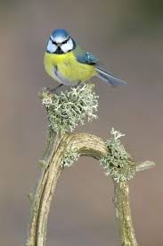 Image result for Cyanistes caeruleus