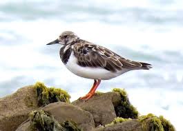 Attēlu rezultāti vaicājumam “Arenaria interpres adult”