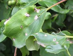 Attēlu rezultāti vaicājumam “Bucculatrix rhamniella”