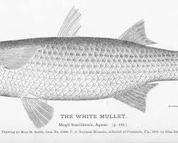 Image result for Liza ramada