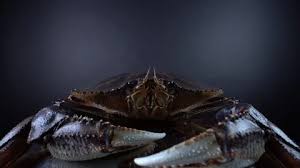 Image result for Metacarcinus magister