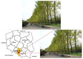 Attēlu rezultāti vaicājumam “Populus x petrowskyana”