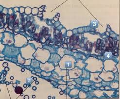 Attēlu rezultāti vaicājumam “Lophozia badensis sporophyte”
