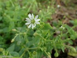 Attēlu rezultāti vaicājumam “Myosoton aquaticum”