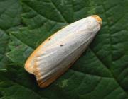 Attēlu rezultāti vaicājumam “Cybosia mesomella”