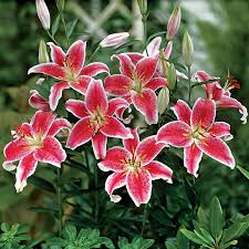 Lilies flower