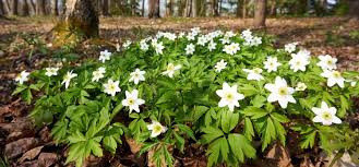 Image result for Anemonenarten