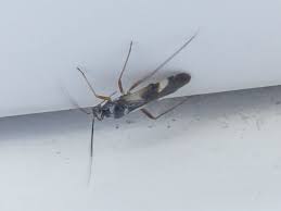 Attēlu rezultāti vaicājumam “Dryophilocoris flavoquadrimaculatus”