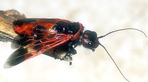 Attēlu rezultāti vaicājumam “Caenolyda reticulata”