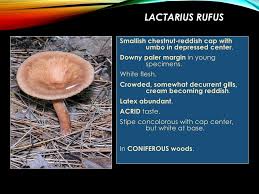 Attēlu rezultāti vaicājumam “Diachea leucopodia young”
