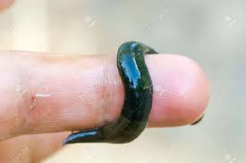 Attēlu rezultāti vaicājumam “Haemopis sanguisuga”