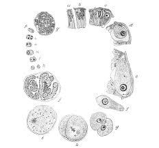 Attēlu rezultāti vaicājumam “Didymium difforme sessile”