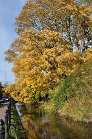 Attēlu rezultāti vaicājumam “Acer pseudoplatanus”
