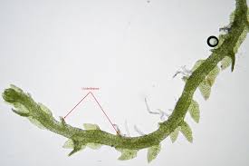 Attēlu rezultāti vaicājumam “Cephaloziella hampeana”