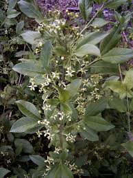 Attēlu rezultāti vaicājumam “Euonymus europaeus leaf”