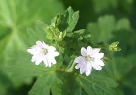 Attēlu rezultāti vaicājumam “Geranium pyrenaicum flower”