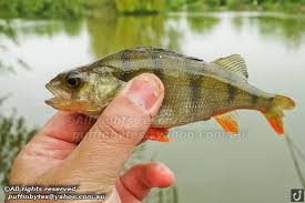 Attēlu rezultāti vaicājumam “Perca fluviatilis”