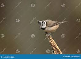 Attēlu rezultāti vaicājumam “Lophophanes cristatus adult”