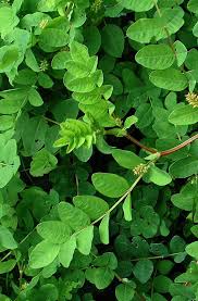 Attēlu rezultāti vaicājumam “Astragalus glycyphyllos leaf”