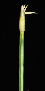 Attēlu rezultāti vaicājumam “Trichophorum cespitosum fruit”