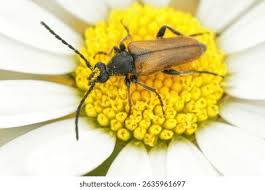 Attēlu rezultāti vaicājumam “Pseudovadonia livida”