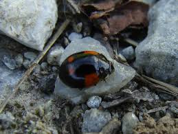 Attēlu rezultāti vaicājumam “Adalia bipunctata imago”