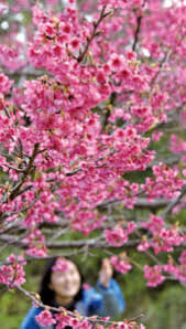 Image result for 緋寒桜