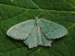 Attēlu rezultāti vaicājumam “Hemithea aestivaria”